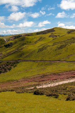 Çin 'in Tibet bölgesinin el değmemiş doğasında, yaklaşık 5.000 metre yükseklikte, yeni otlak alanları aramak için bir koyun sürüsü dağa doğru koşar.