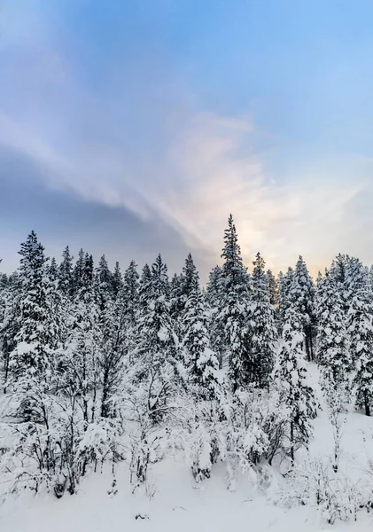 나무들을 구름으로 뒤덮었다 북극권의 부드러운 하늘에 소나무와 나무들 — 스톡 사진