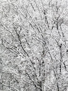 Kar, kar fırtınasından sonra kış ağaçlarını kapladı. Neredeyse siyah ve beyaz bir zemin oluşturarak güçlü bir kış havası yarattı.