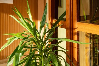 Daire lobisinde yeşil çiçekli esrar. Yeşillik Yeşil ev kavramı. 