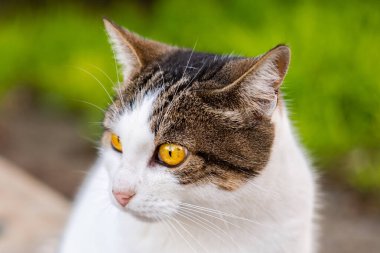 Gri ve beyaz renkli tekir kedi sokak arkaplanına karşı. Dünya Hayvan Günü. Veterinerlik klinikleri için konsept görüntü, kedilerin adaptasyonu hakkında siteler.