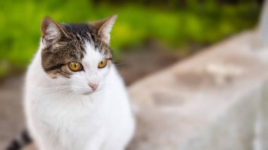 Gri ve beyaz renkli tekir kedi sokak arkaplanına karşı. Dünya Hayvan Günü. Veterinerlik klinikleri için konsept görüntü, kedilerin adaptasyonu hakkında siteler.