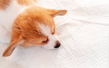 Welsh Corgi Pembroke iç mekandaki emici çarşafın üzerinde yatıyor. Köpek ve köpek çişi. Evcil hayvanlar için tuvalet altlığı. 