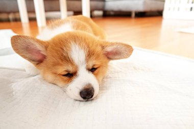 Welsh Corgi Pembroke iç mekandaki emici çarşafın üzerinde yatıyor. Köpek ve köpek çişi. Evcil hayvanlar için tuvalet altlığı. 