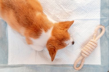 Welsh Corgi Pembroke iç mekandaki emici çarşafın üzerinde yatıyor. Köpek ve köpek çişi. Evcil hayvanlar için tuvalet altlığı. 