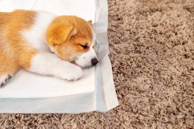 Welsh Corgi Pembroke iç mekandaki emici çarşafın üzerinde yatıyor. Köpek ve köpek çişi. Evcil hayvanlar için tuvalet altlığı. 