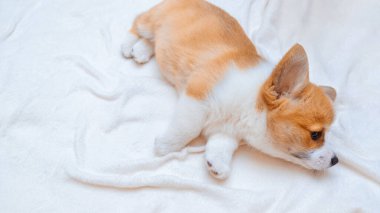 Zencefilli köpek yavrusu beyaz ekose üzerinde Corgi Pembroke. Metin uzayı. Dünya Hayvan Günü. Veteriner klinikleri için konsept görüntü, köpekler hakkında siteler. Sancak boyutu