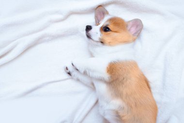 Zencefilli köpek yavrusu beyaz ekose üzerinde Corgi Pembroke. Metin uzayı. Dünya Hayvan Günü. Veterinerlik klinikleri için konsept görüntü, köpekler hakkında siteler