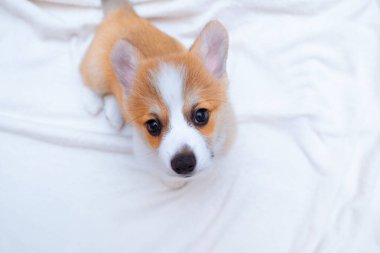 Zencefilli köpek yavrusu beyaz ekose üzerinde Corgi Pembroke. Metin uzayı. Dünya Hayvan Günü. Veterinerlik klinikleri için konsept görüntü, köpekler hakkında siteler