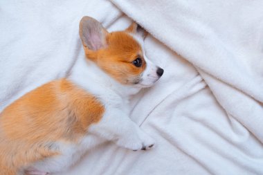 Zencefilli köpek yavrusu beyaz ekose üzerinde Corgi Pembroke. Metin uzayı. Dünya Hayvan Günü. Veterinerlik klinikleri için konsept görüntü, köpekler hakkında siteler