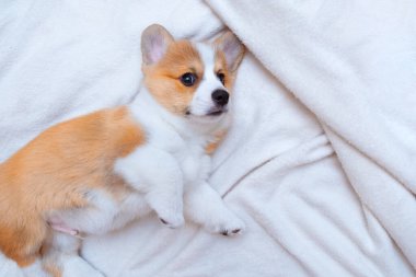 Zencefilli köpek yavrusu beyaz ekose üzerinde Corgi Pembroke. Metin uzayı. Dünya Hayvan Günü. Veterinerlik klinikleri için konsept görüntü, köpekler hakkında siteler