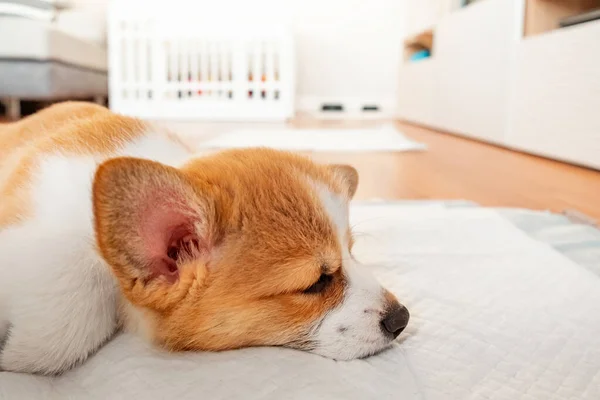 Welsh Corgi Pembroke laying on absorbent sheet at home interior. Dog and puppy pee. Potty training pads for pets.