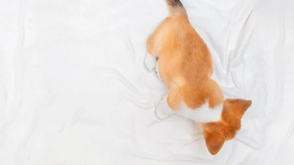 生姜小狗在白色格子花上刺刺 文字空间 世界宠物日 兽医诊所 狗的概念图像 条幅尺寸 — 图库照片