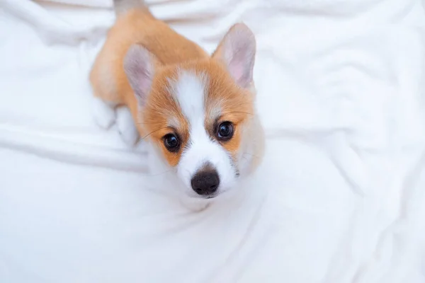 Ginger puppy welsh corgi pembroke on white plaid. Text space. World Pet Day. Concept image for veterinary clinics, sites about dogs