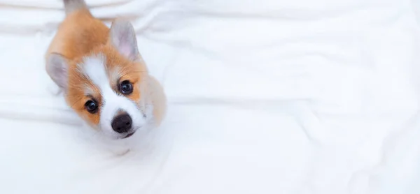 Zencefilli Köpek Yavrusu Beyaz Ekose Üzerinde Corgi Pembroke Metin Uzayı — Stok fotoğraf