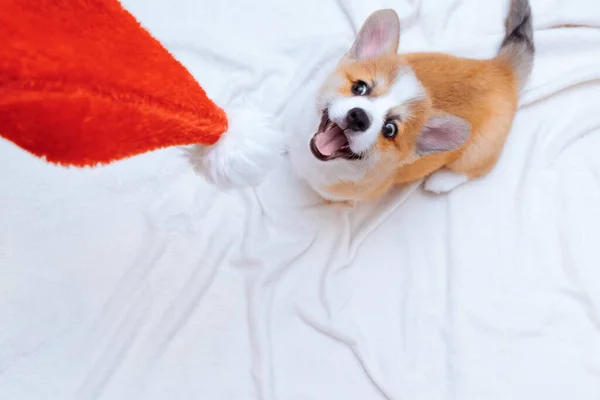 Noel Baba şapkasıyla oynayan beyaz ekoseli zencefilli köpek yavrusu Corgi Pembroke. Metin uzayı. Noel tatili kavramı