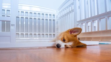 Welsh Corgi Pembroke evdeki köpek çitlerinde yatıyor. Dış kafes. Hayvan güvenliği. Dünya Hayvan Günü. Veterinerlik klinikleri için konsept görüntü, köpekler hakkında siteler