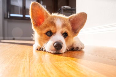 Welsh Corgi Pembroke köpek yavrusu evde yatıyor. Işık etkisi. Hayvan güvenliği. Dünya Hayvan Günü. Veterinerlik klinikleri için konsept görüntü, köpekler hakkında siteler