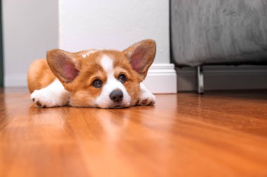 Welsh Corgi Pembroke köpek yavrusu evde yatıyor. Işık etkisi. Hayvan güvenliği. Dünya Hayvan Günü. Veterinerlik klinikleri için konsept görüntü, köpekler hakkında siteler
