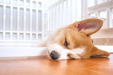 Welsh Corgi Pembroke evdeki köpek çitlerinde yatıyor. Dış kafes. Hayvan güvenliği. Dünya Hayvan Günü. Veterinerlik klinikleri için konsept görüntü, köpekler hakkında siteler