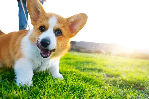 Yeşil çayırlarda Pembroke Welsh Corgi. Yavru köpeğe tasmayla yürümeyi öğretir. Köpek eğitim seansları