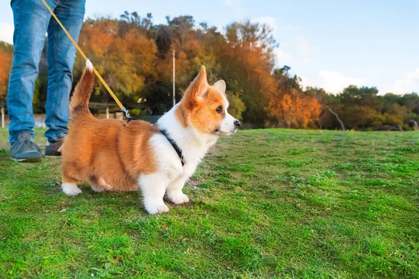 Yeşil çayırlarda Pembroke Welsh Corgi. Yavru köpeğe tasmayla yürümeyi öğretir. Köpek eğitim seansları