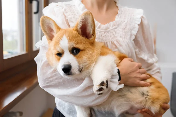 Köpek yavrusu Welsh Corgi Pembroke sahibinin ellerinde. Arkadaşlık ve köpekle ilişki. Hayvanlarla ilgilenmek. Veteriner klinikleri ve hayvan dükkanları için konsept