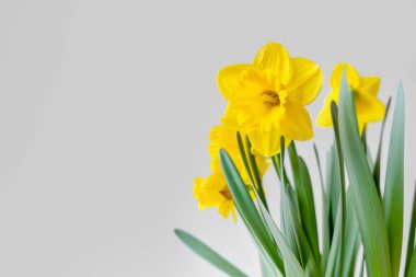 Sarı narsisli ya da nergisli çiçekleri. İlkbahar. Otantik fotoğraf. Kadınlar Günü, Anneler Günü.