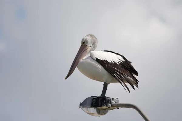 Pelicano australiano (Pelecanus conspicillatus) — Fotografia de Stock