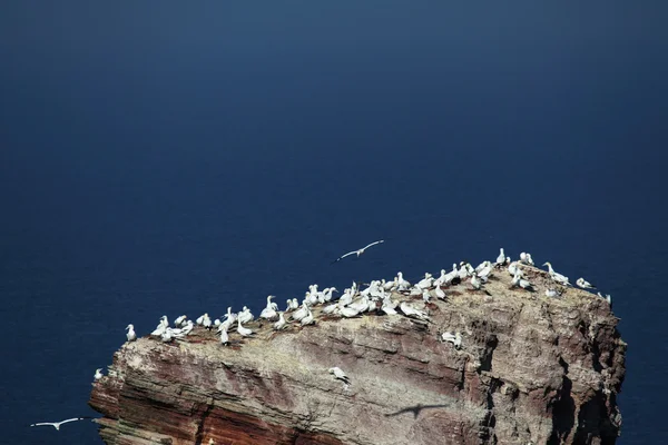 Colony of Northern Gannets — Stock Photo, Image