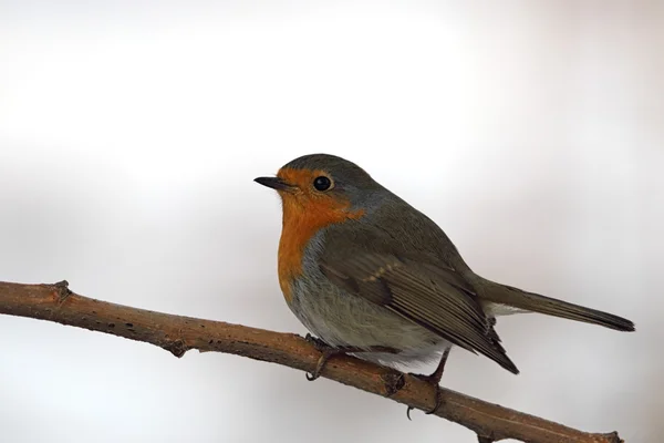 Європейський вільшанка (Erithacus rubecula) — стокове фото