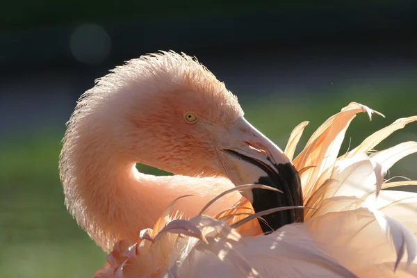 Pembe flamingo — Stok fotoğraf