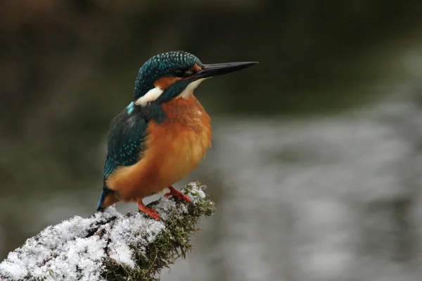 Kingfisher — Stok fotoğraf