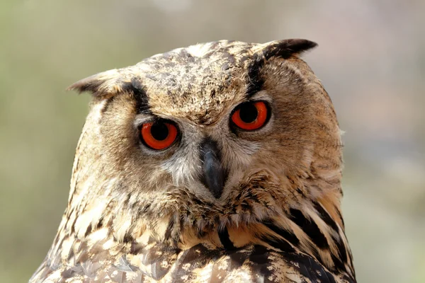 Eagle Owl — Stock Photo, Image