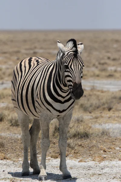 Równiny Zebra (Equus quagga)) — Zdjęcie stockowe