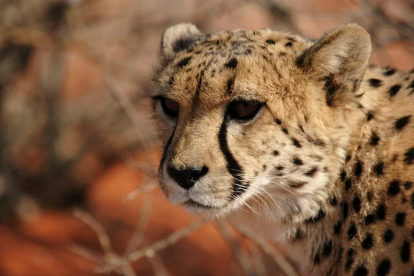 Cheetah — Stock Photo, Image