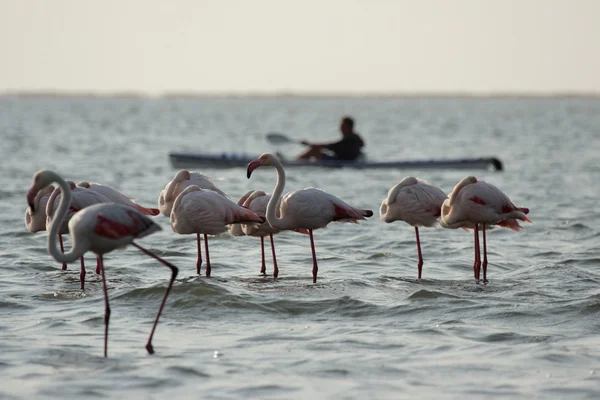 Flamingo's en kajakken — Stockfoto