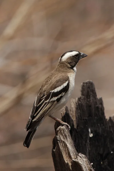 Tisserand-moineau brun-blanc — Photo