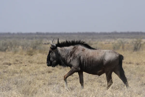 Pręgowane (Connochaetes taurinus) — Zdjęcie stockowe