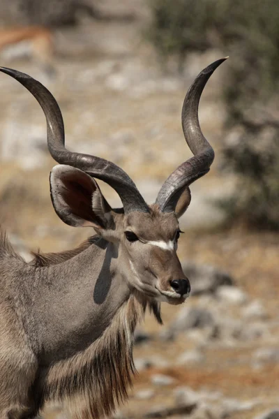Större kudu (Tragelaphus strepsiceros)) — Stockfoto