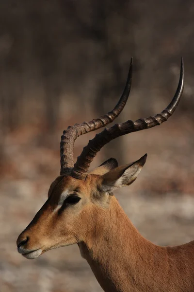 Czarny-w obliczu impala — Zdjęcie stockowe