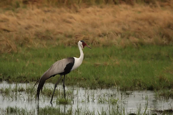 Guindaste chocado (Bugeranus carunculatus ) — Fotografia de Stock