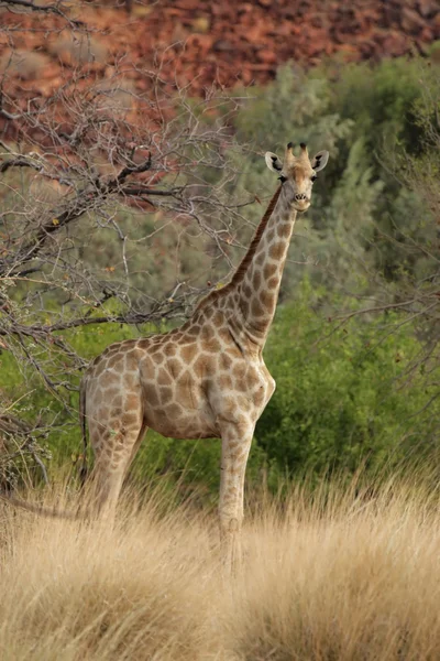 Giraffa (Giraffa camelopardalis ) — Foto Stock