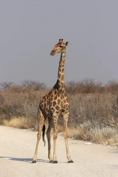 Giraff (giraffa camelopardalis) — Stockfoto