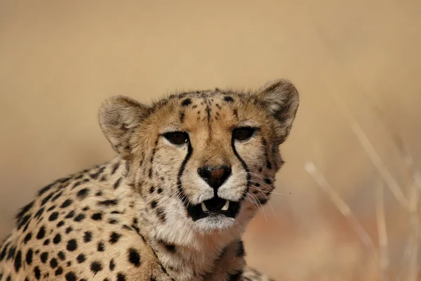 Cheetah — Stock Photo, Image