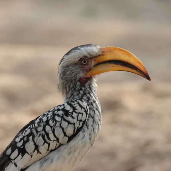 Südlicher Gelbschnabelvogel — Stockfoto