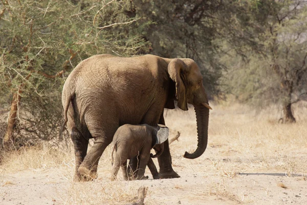 Пустынные слоны в Намибии — стоковое фото