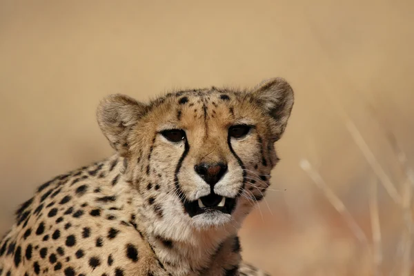 Cheetah Royalty Free Stock Photos