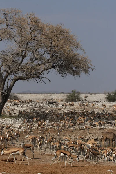 Wildtiere am Wasserloch — Stockfoto