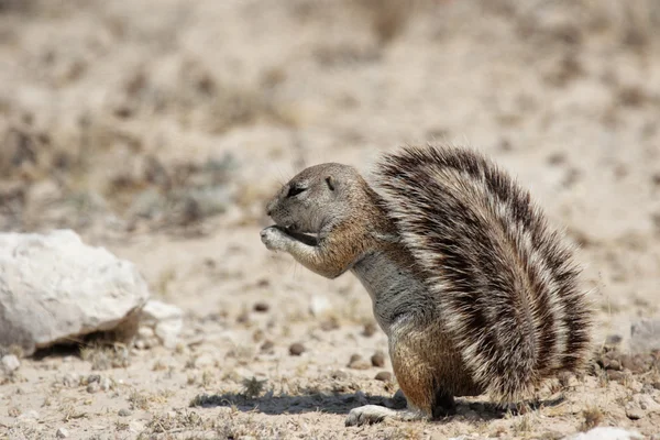 Southern African Ground Squirrel — Stock Photo, Image